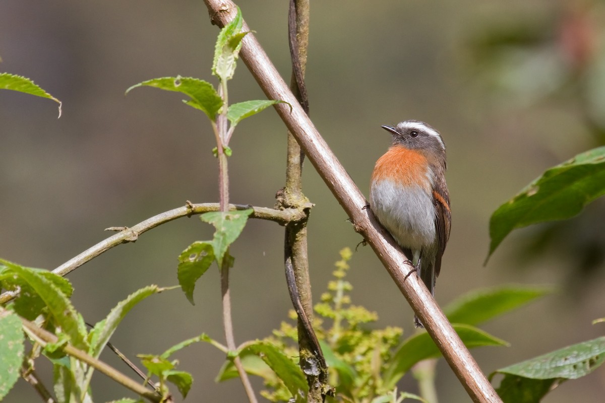Rufous-breasted Chat-Tyrant - ML628702325