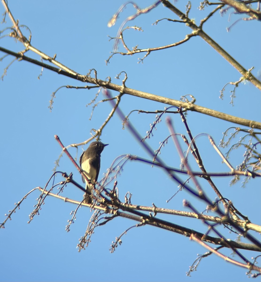 Black Phoebe - ML628702378