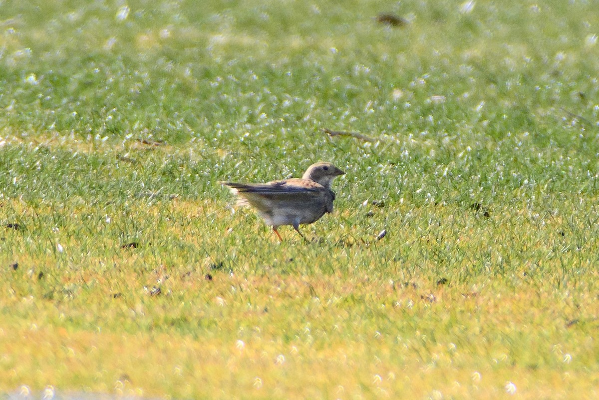 Thick-billed Longspur - ML628702389