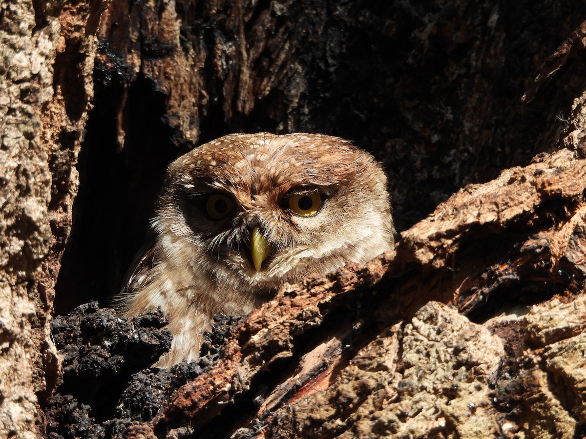 Spotted Owlet - ML628702452