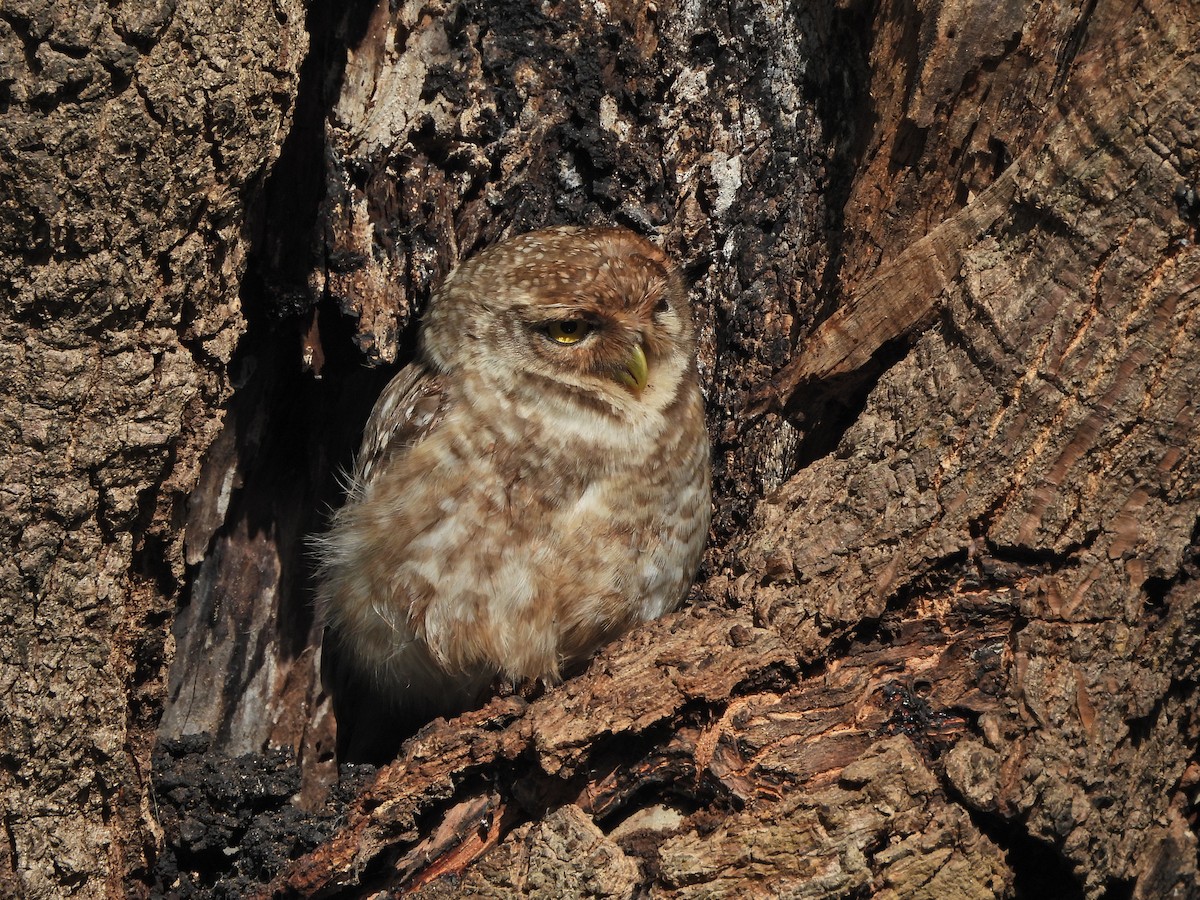 Spotted Owlet - ML628702454