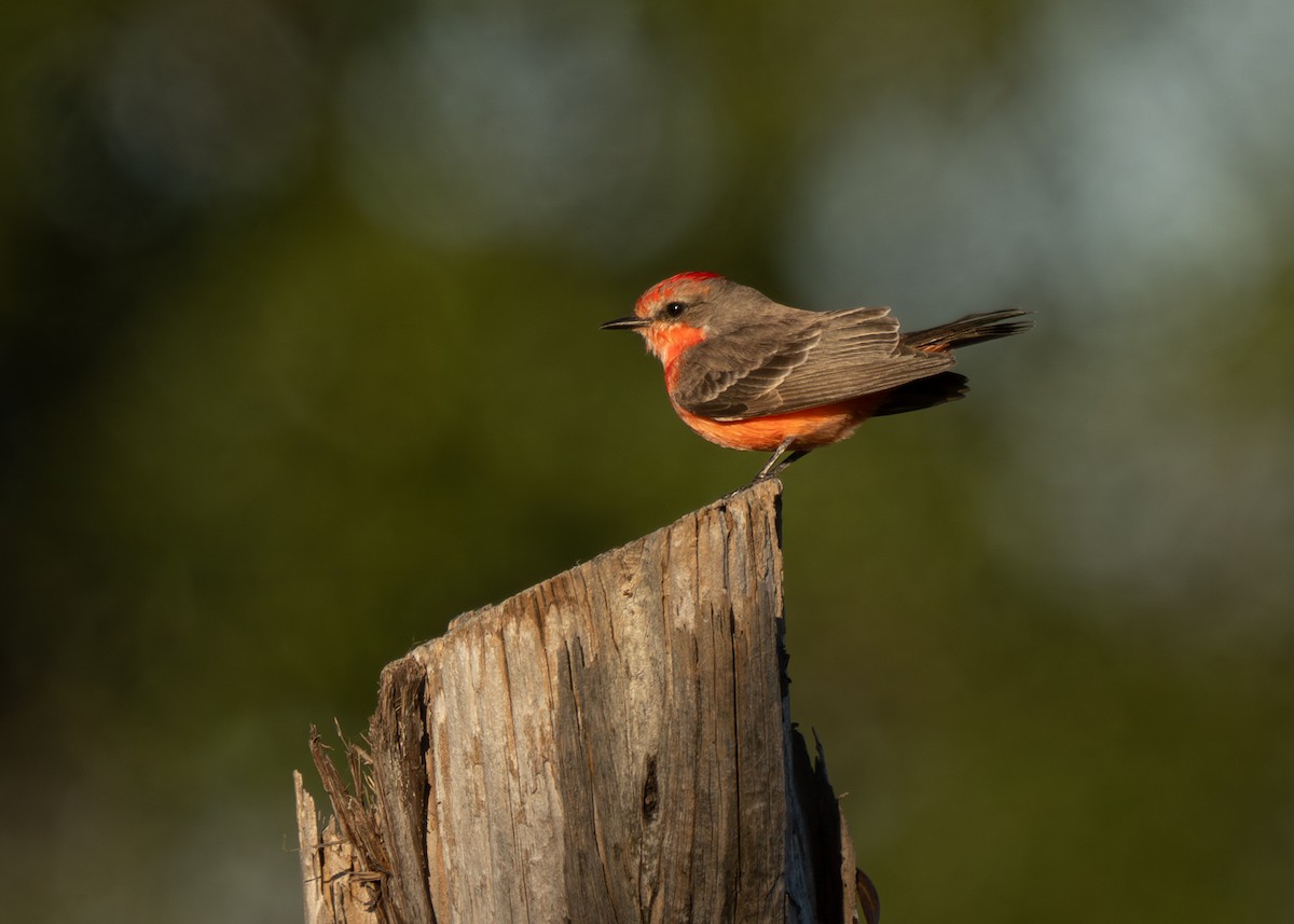 Vermilion Flycatcher - ML628702463