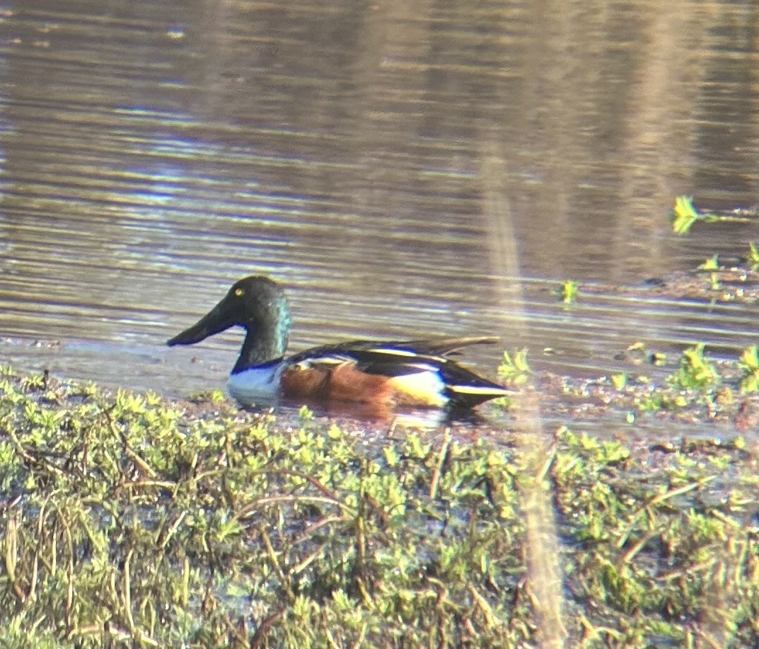 Northern Shoveler - ML628702493