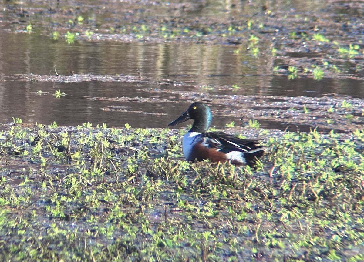 Northern Shoveler - ML628702494