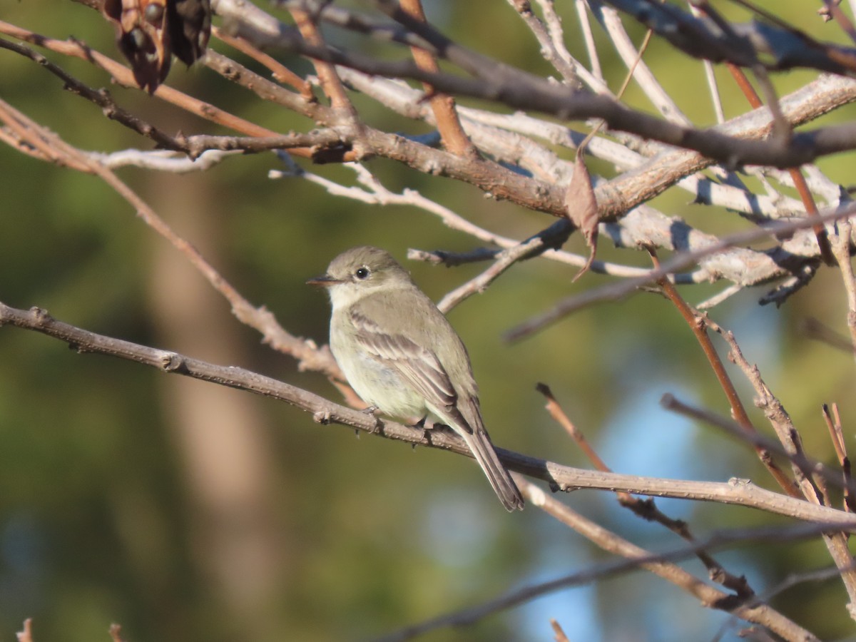 Gray Flycatcher - ML628702534