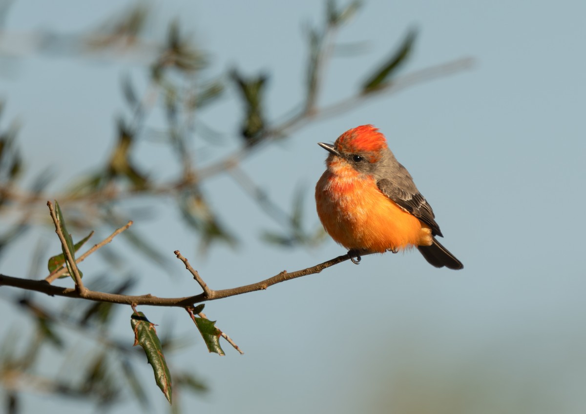 Vermilion Flycatcher - ML628702563