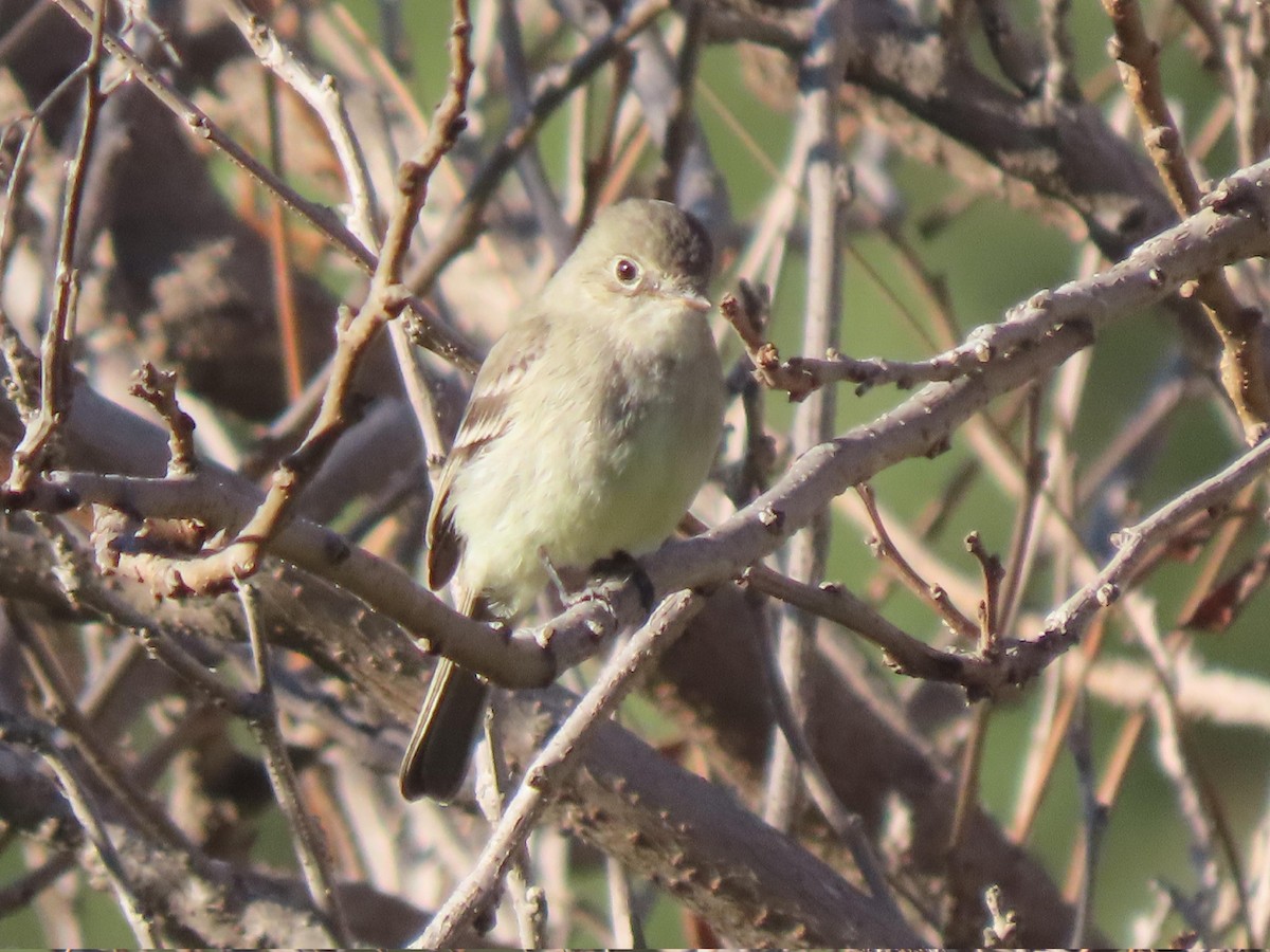 Gray Flycatcher - ML628702681