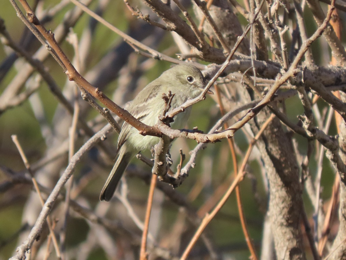 Gray Flycatcher - ML628702715