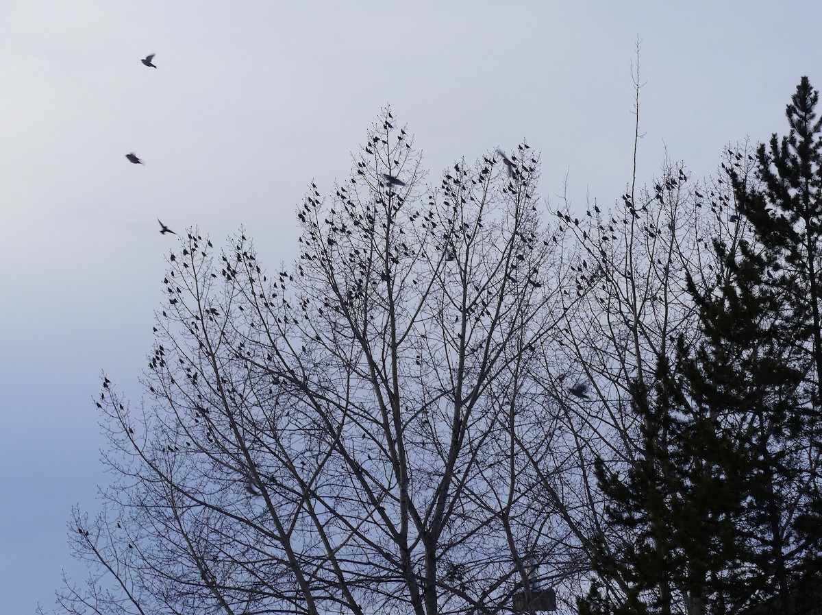 Bohemian Waxwing - ML628702721