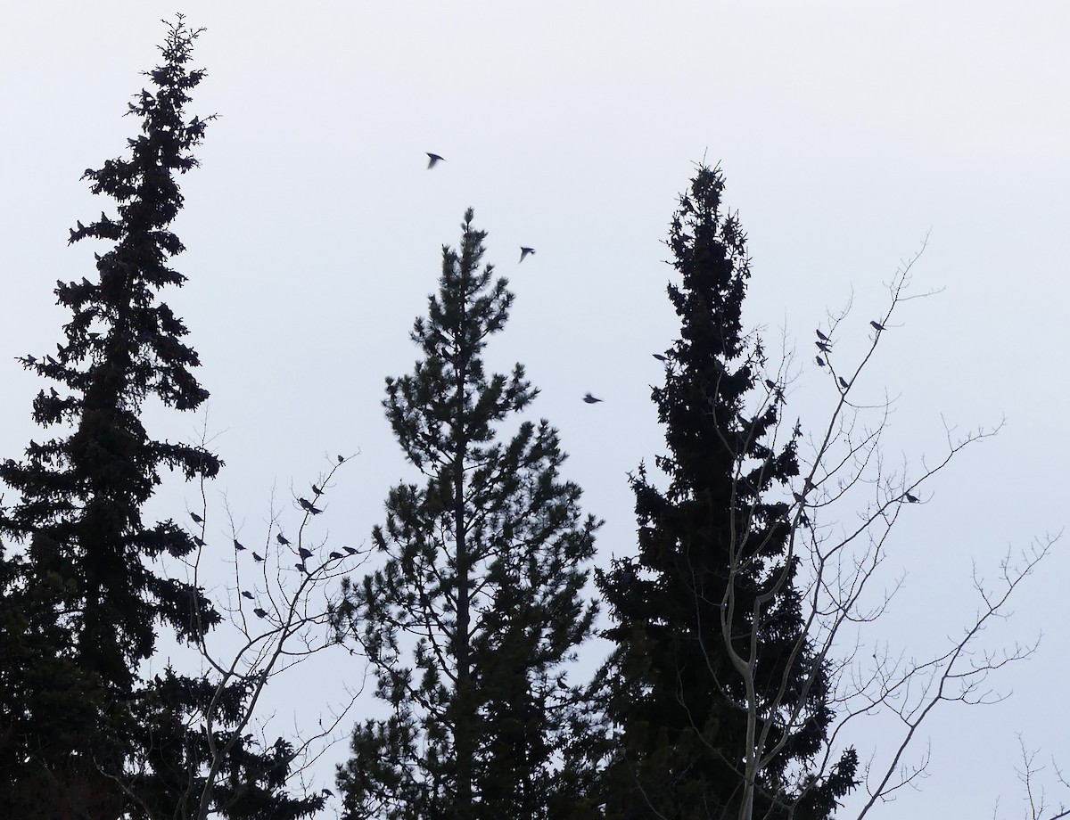Bohemian Waxwing - ML628702732