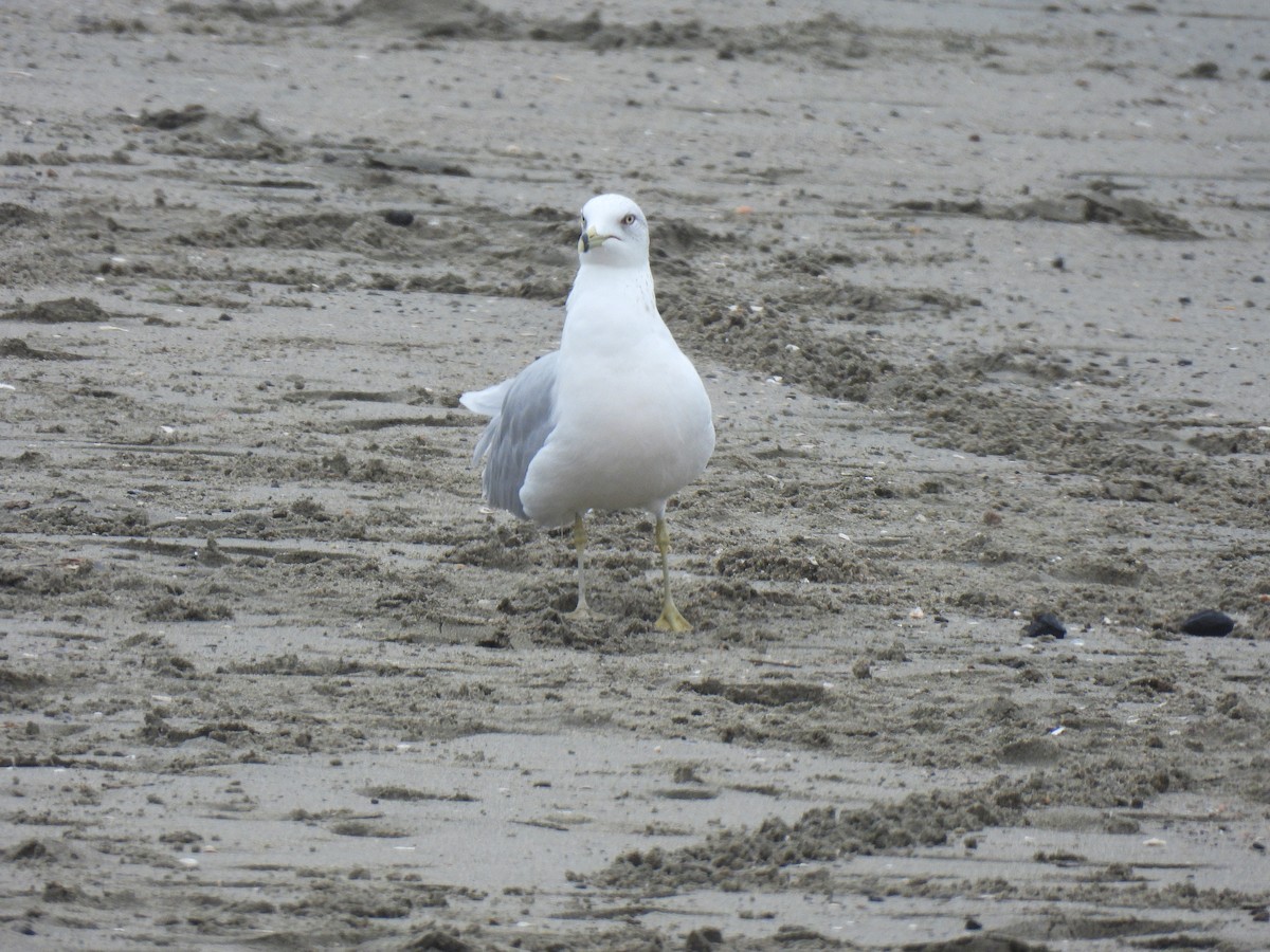 Ring-billed Gull - ML628702860