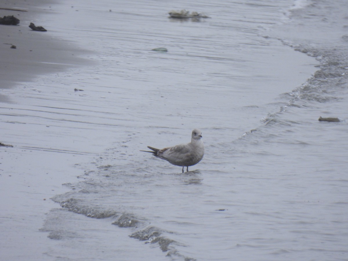 Short-billed Gull - ML628702863