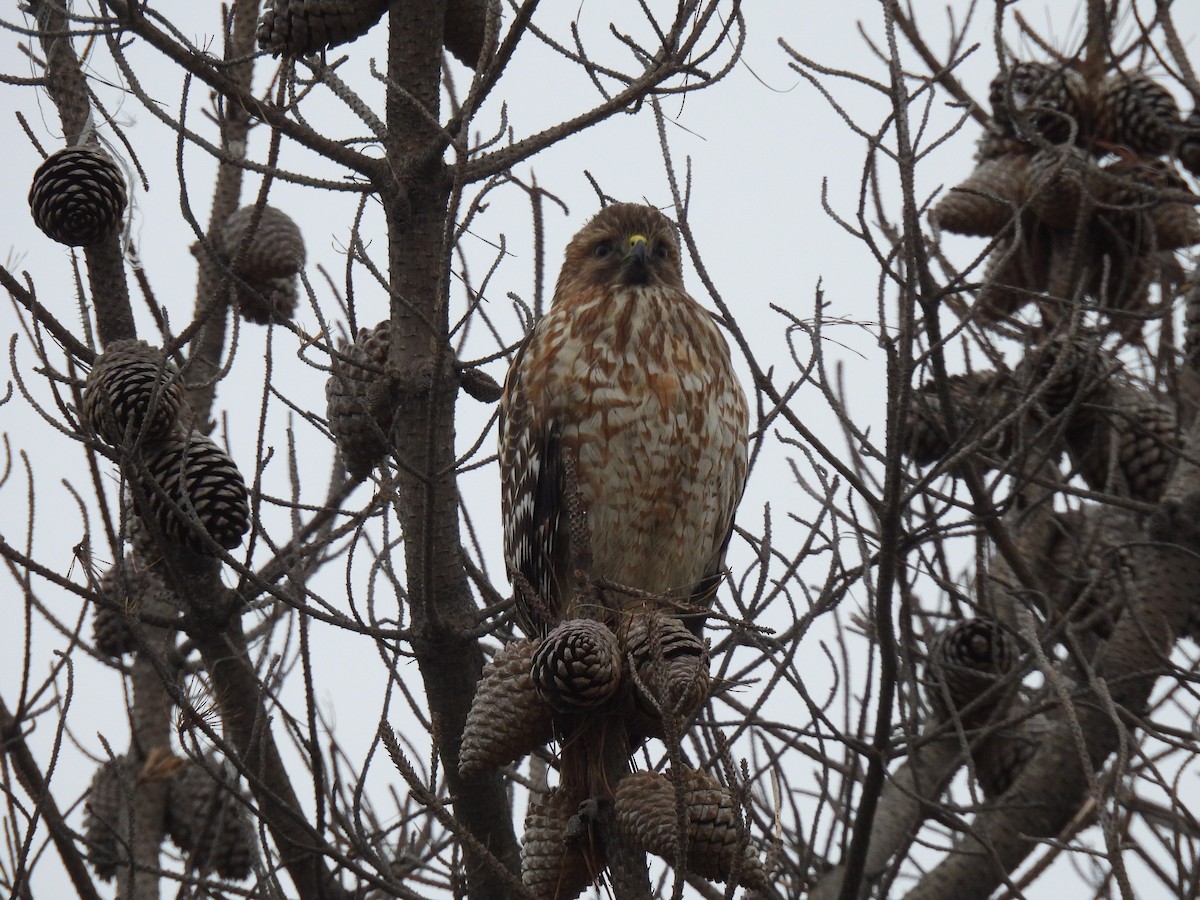 Red-shouldered Hawk - ML628702911