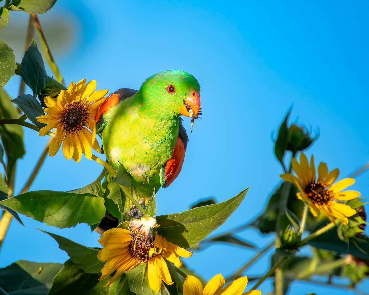 Red-winged Parrot - ML628703197
