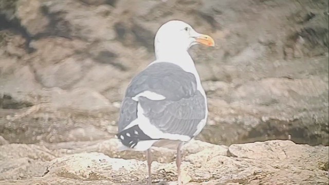 Western Gull - ML628703338