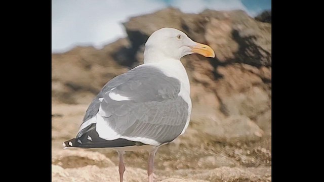 Western Gull - ML628703341