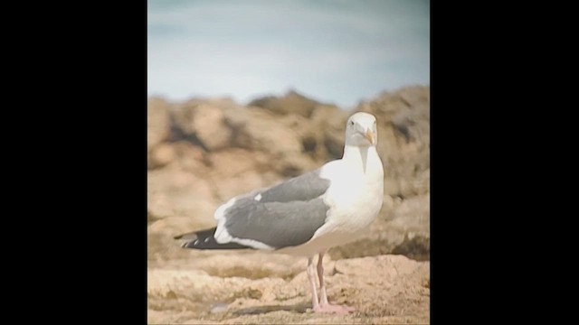 Western Gull - ML628703342