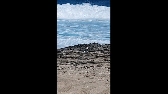 Western Gull - ML628703344