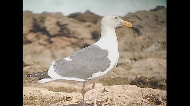 Western Gull - ML628703347