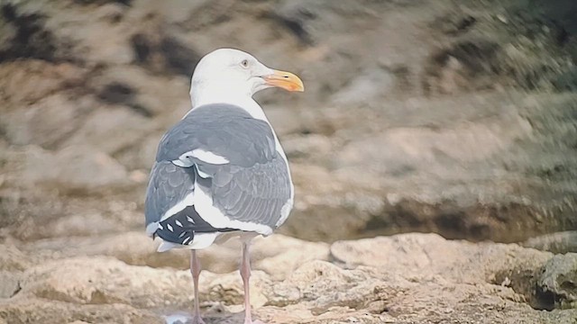 Western Gull - ML628703351