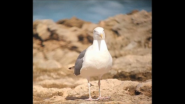 Western Gull - ML628703363