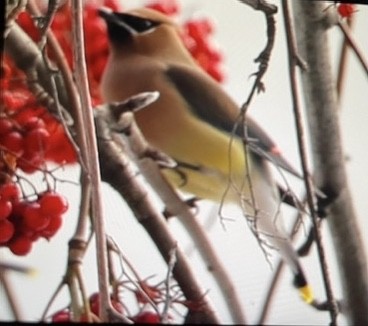 Cedar Waxwing - ML628703369