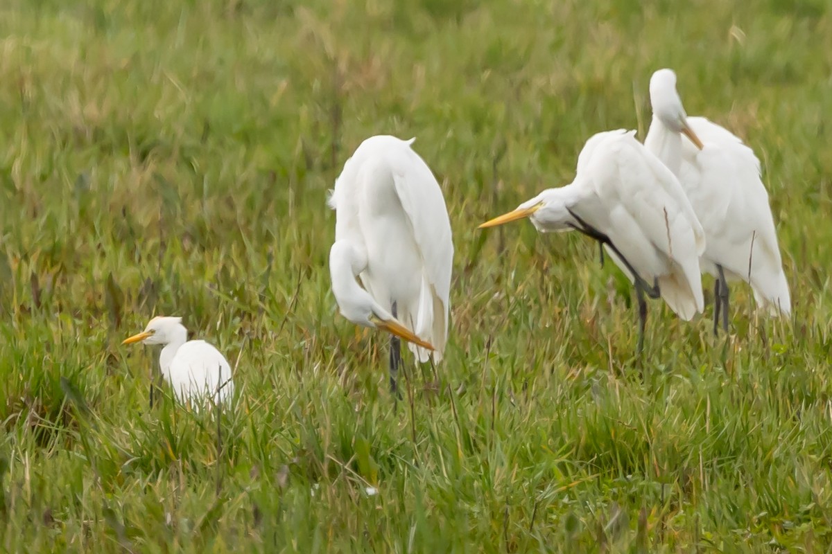 Western Cattle-Egret - ML628703443