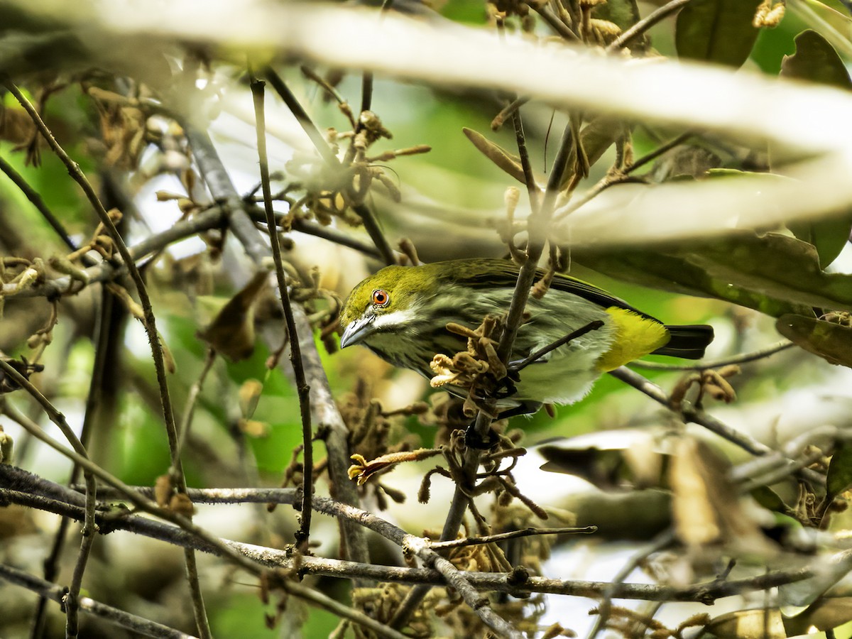 Yellow-vented Flowerpecker - ML628703473