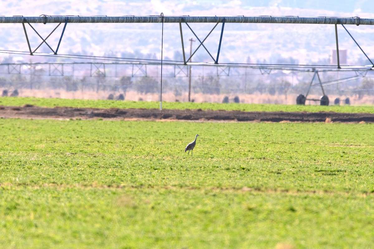 Орог тогоруу - ML628703494