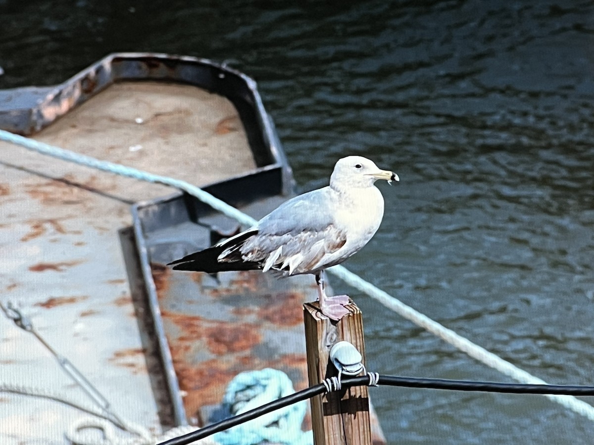 American Herring Gull - ML628703500
