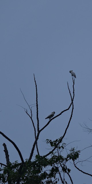 Cacatúa de Sumba - ML628703526