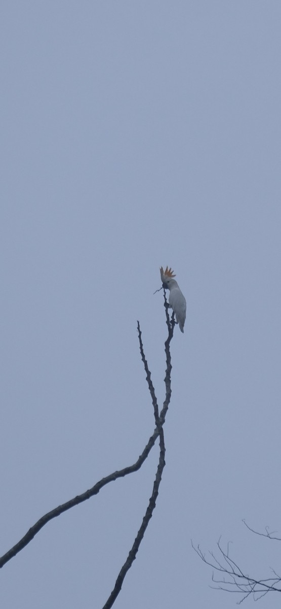 Cacatúa de Sumba - ML628703527