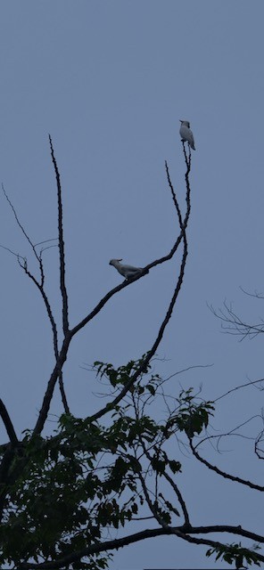 Cacatúa de Sumba - ML628703528