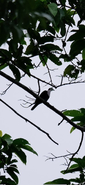 Red-naped Fruit-Dove - ML628703582