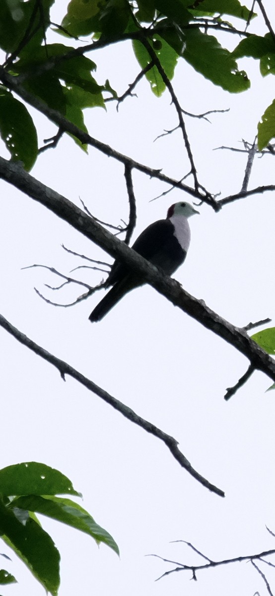 Red-naped Fruit-Dove - ML628703583
