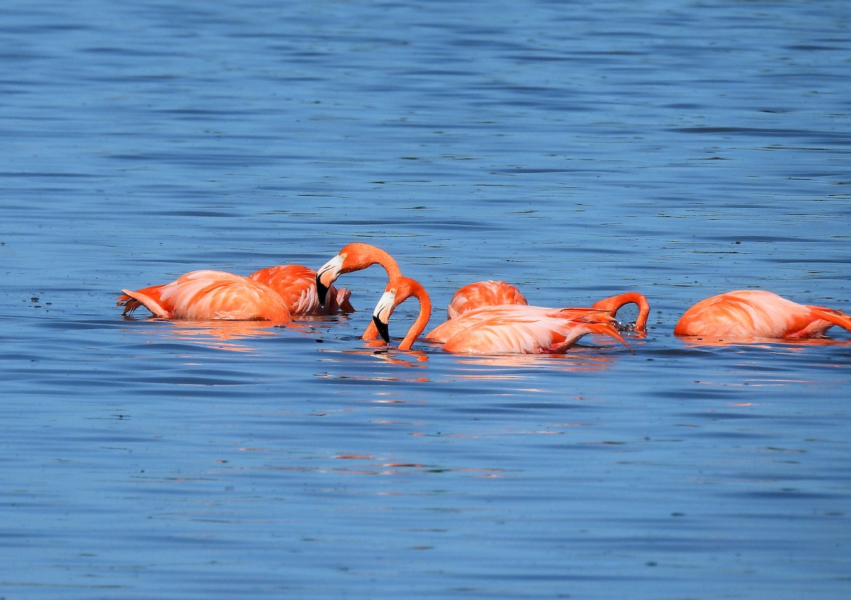 American Flamingo - ML628703667