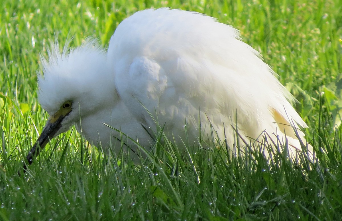 Snowy Egret - ML628704058