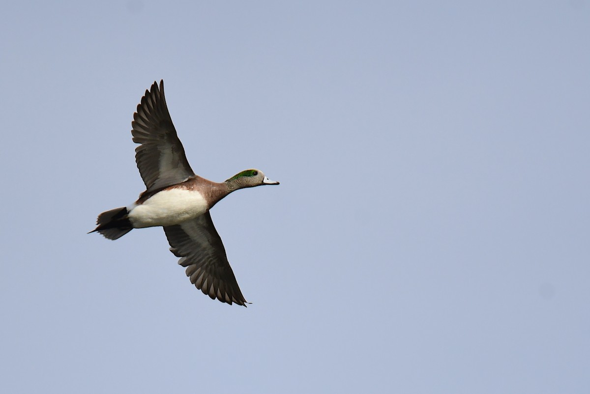 American Wigeon - Chaiby Leiman