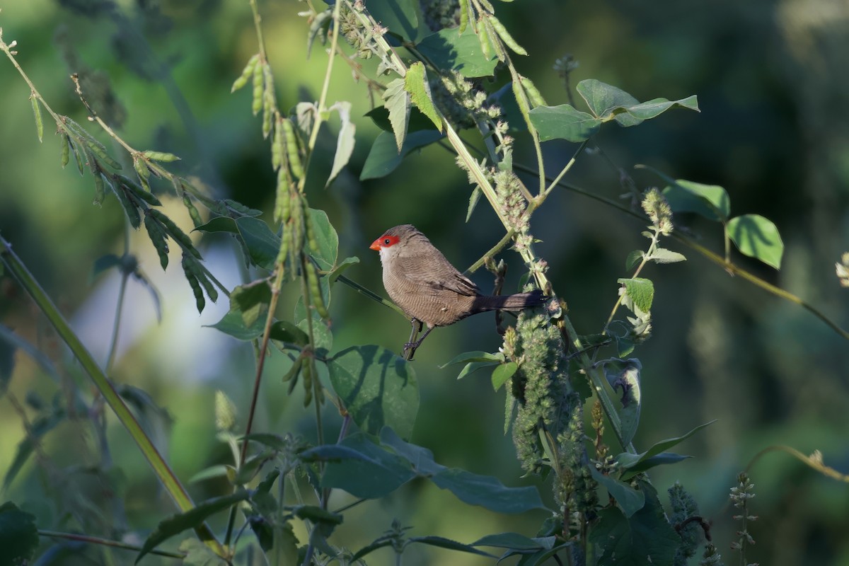 Common Waxbill - ML628704284