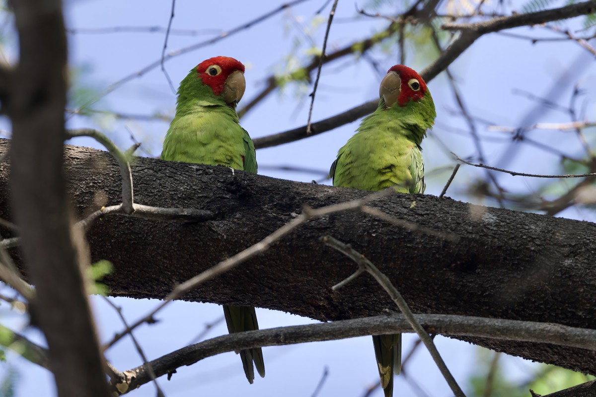 Red-masked Parakeet - ML628704301