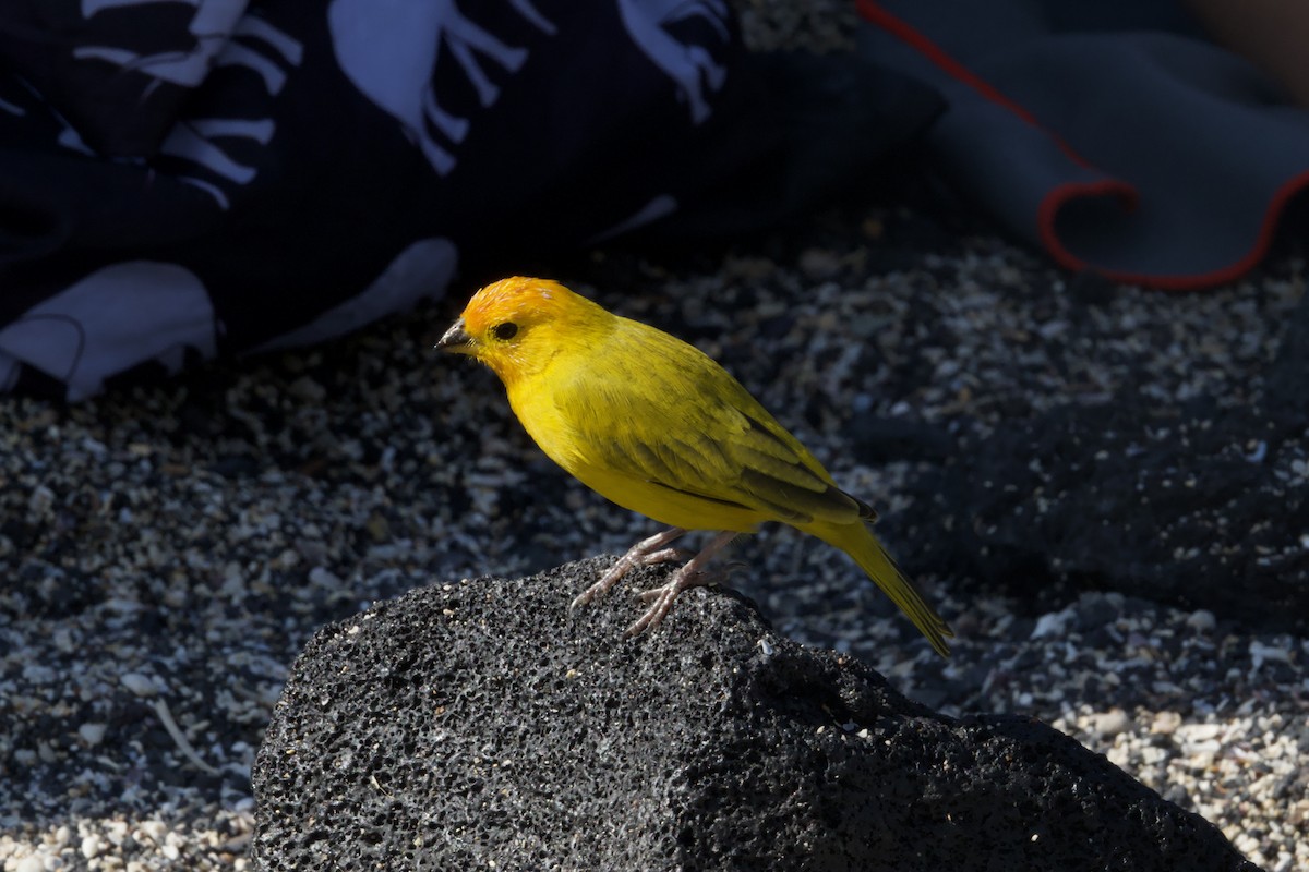 Saffron Finch - ML628704319