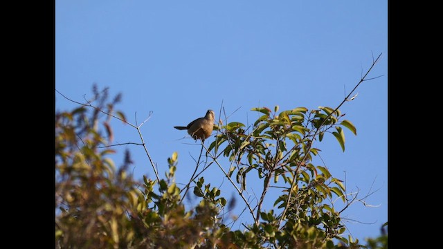 California Thrasher - ML628704368