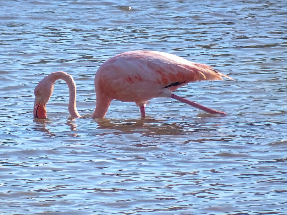 American Flamingo - ML628704441