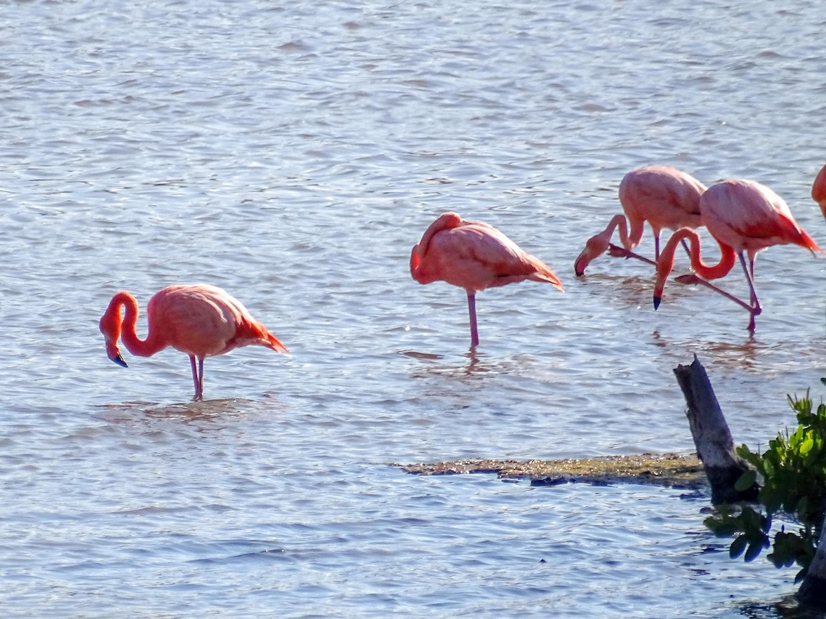 American Flamingo - ML628704442