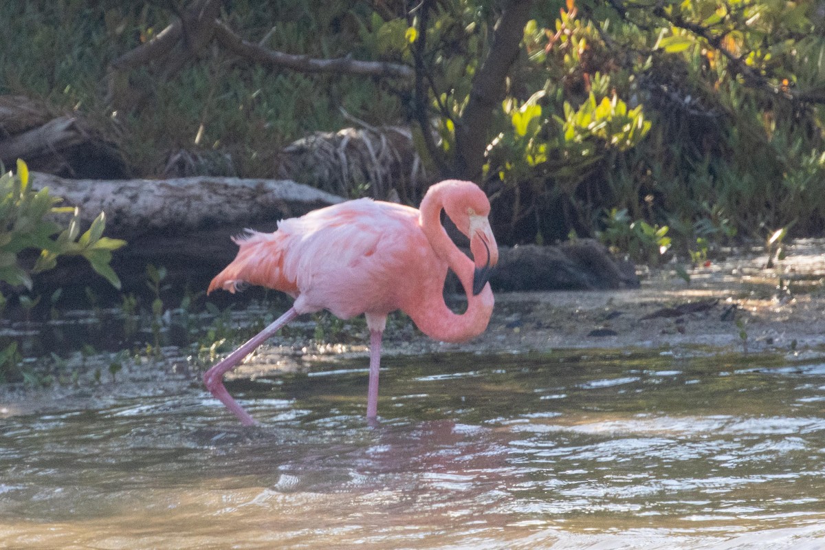 American Flamingo - ML628704443