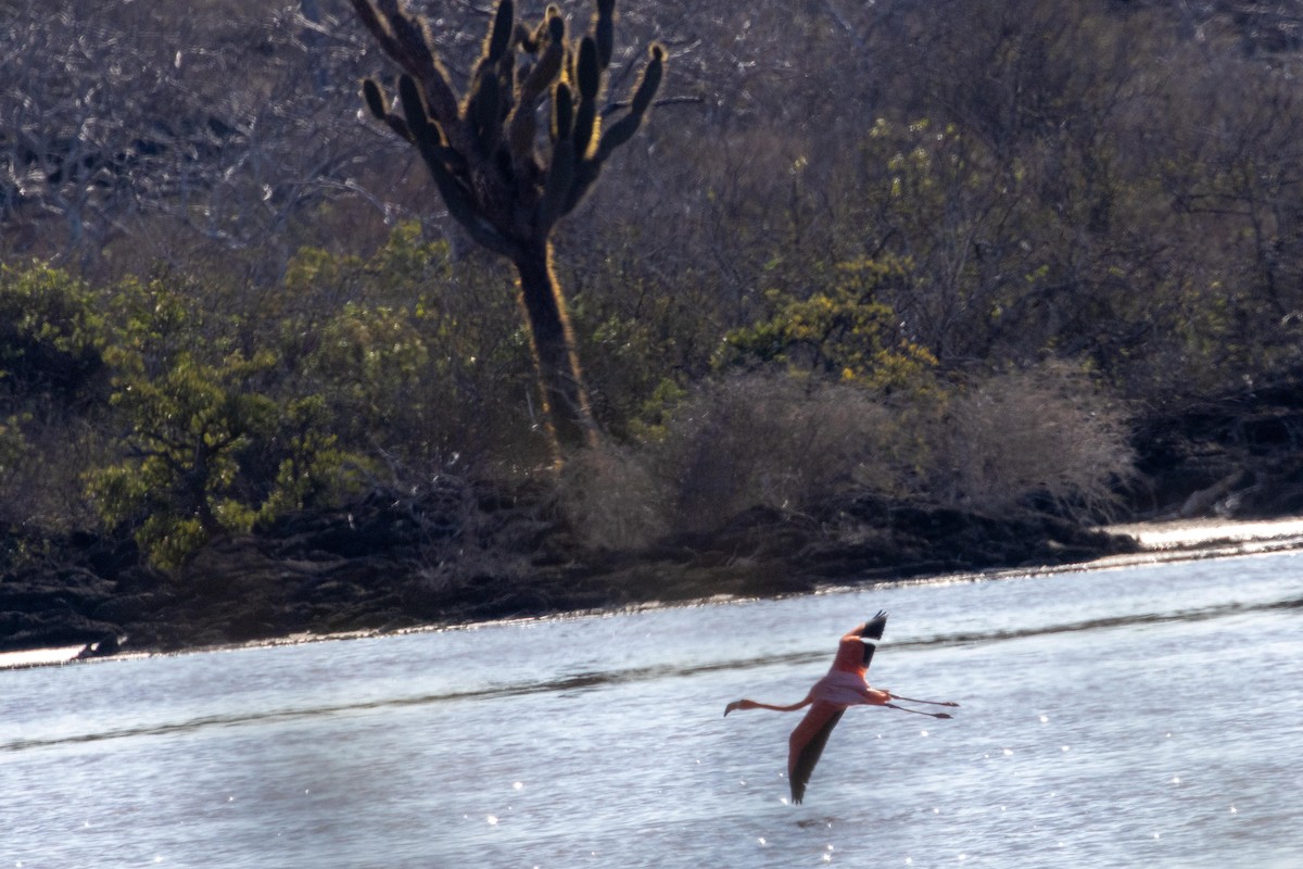 American Flamingo - ML628704444