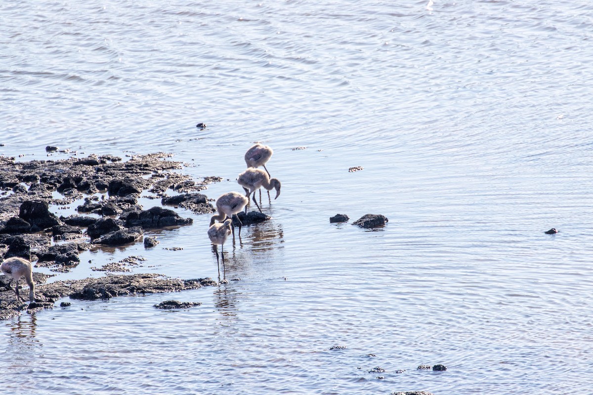 American Flamingo - ML628704445