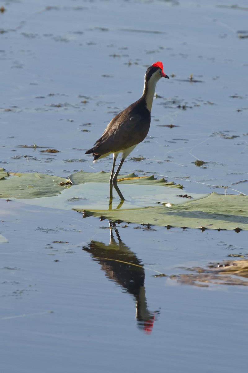 Jacana à crête - ML628704472