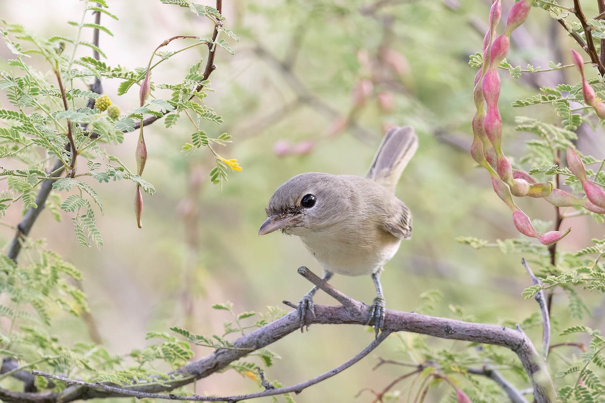 Bell's Vireo - ML628704473