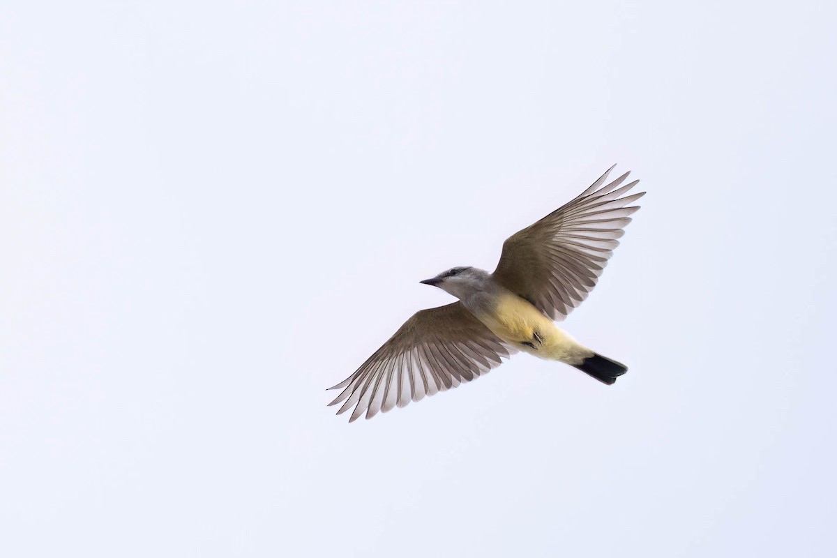 Western Kingbird - ML628704480